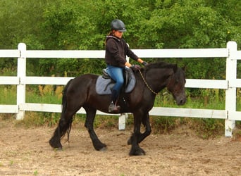 Poni Fell, Yegua, 5 años, 140 cm, Negro