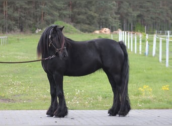 Poni Fell, Yegua, 5 años, 145 cm, Negro