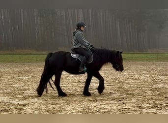 Poni Fell, Yegua, 5 años, 145 cm, Negro