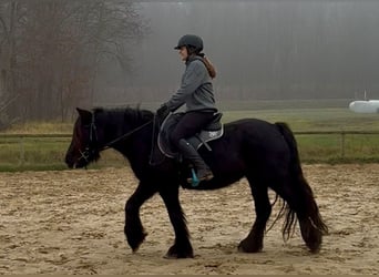 Poni Fell, Yegua, 5 años, 145 cm, Negro