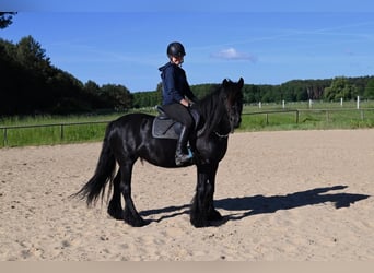 Poni Fell, Yegua, 5 años, 145 cm, Negro