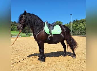 Poni Fell, Yegua, 9 años, 130 cm, Negro