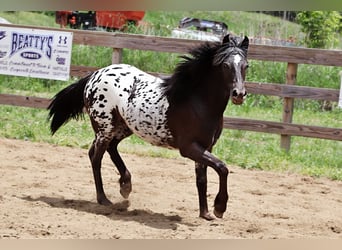 Poni Fell Mestizo, Yegua, , 124 cm
