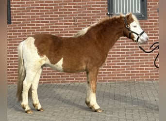 Poni Gotland, Semental, 6 años, 128 cm, Pío