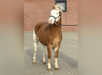 Poni Gotland, Semental, 6 años, 128 cm, Pío