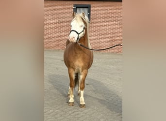 Poni Gotland, Semental, 6 años, 128 cm, Pío