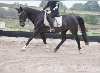 Poni Hackney, Caballo castrado, 17 años, 156 cm, Castaño oscuro