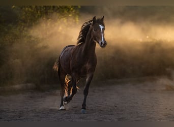Poni Hackney, Caballo castrado, 2 años, Castaño
