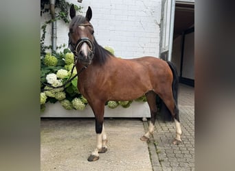Poni Hackney, Caballo castrado, 8 años, 140 cm
