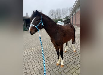 Poni Hackney, Semental, 2 años, 120 cm, Castaño