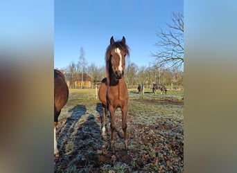 Poni Hackney, Yegua, 1 año, 127 cm, Castaño