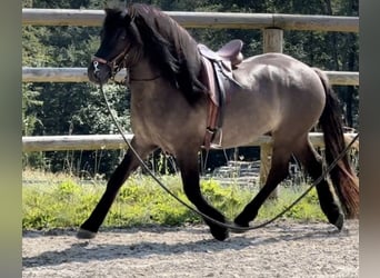 Poni Highland, Caballo castrado, 3 años, 152 cm, Dunalino (Cervuno x Palomino)