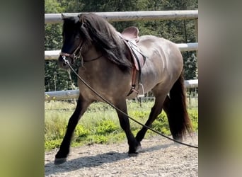 Poni Highland, Caballo castrado, 3 años, 152 cm, Dunalino (Cervuno x Palomino)