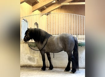 Poni Highland, Caballo castrado, 3 años, 152 cm, Dunalino (Cervuno x Palomino)