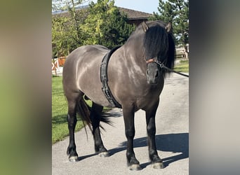 Poni Highland, Caballo castrado, 3 años, 152 cm, Dunalino (Cervuno x Palomino)