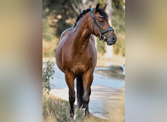 Poni New Forest, Caballo castrado, 10 años, 145 cm, Castaño