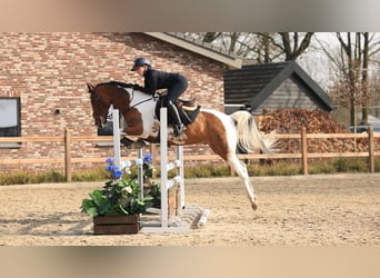 Poni New Forest, Caballo castrado, 10 años, 153 cm, Pío