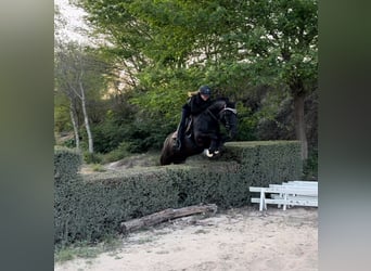 Poni New Forest, Caballo castrado, 11 años, 146 cm, Castaño oscuro