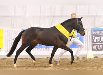 Poni New Forest, Caballo castrado, 11 años, 146 cm, Castaño oscuro
