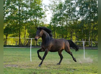 Poni New Forest, Caballo castrado, 11 años, 147 cm, Castaño oscuro