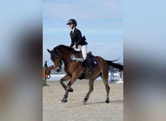 Poni New Forest, Caballo castrado, 11 años, 148 cm, Castaño