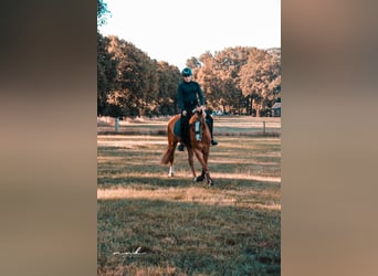 Poni New Forest Mestizo, Caballo castrado, 12 años, 146 cm, Alazán