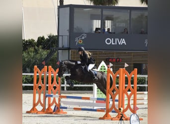 Poni New Forest, Caballo castrado, 12 años, 146 cm, Castaño oscuro