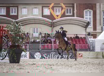 Poni New Forest, Caballo castrado, 12 años, 148 cm, Castaño