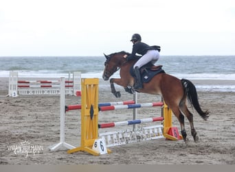 Poni New Forest, Caballo castrado, 12 años, 148 cm, Castaño