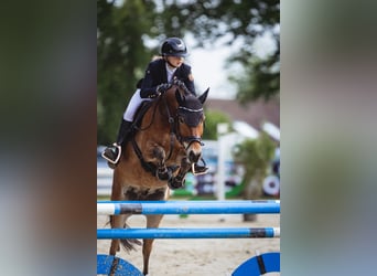 Poni New Forest, Caballo castrado, 12 años, 148 cm, Castaño