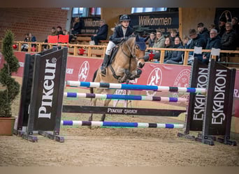 Poni New Forest, Caballo castrado, 12 años, 148 cm, Castaño