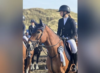 Poni New Forest, Caballo castrado, 12 años, 148 cm, Castaño