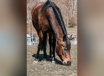 Poni New Forest, Caballo castrado, 13 años, 153 cm, Castaño