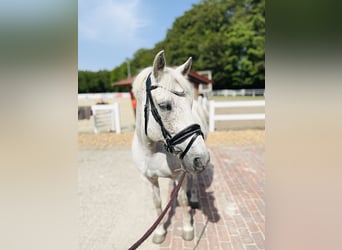 Poni New Forest, Caballo castrado, 14 años, 142 cm, Tordo picazo
