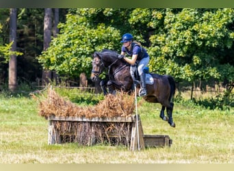 Poni New Forest, Caballo castrado, 14 años, 144 cm, Castaño oscuro