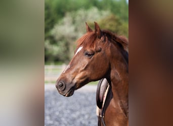 Poni New Forest, Caballo castrado, 14 años, 146 cm, Alazán-tostado