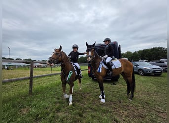 Poni New Forest, Caballo castrado, 14 años, 146 cm, Castaño
