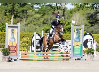 Poni New Forest, Caballo castrado, 14 años, 146 cm, Castaño