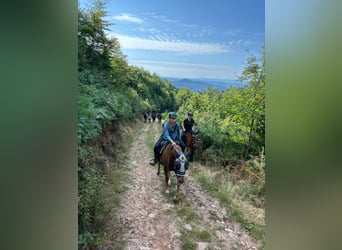 Poni New Forest, Caballo castrado, 14 años, 147 cm, Alazán