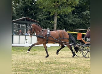 Poni New Forest, Caballo castrado, 14 años, 148 cm, Castaño