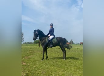 Poni New Forest, Caballo castrado, 14 años, 148 cm, Negro