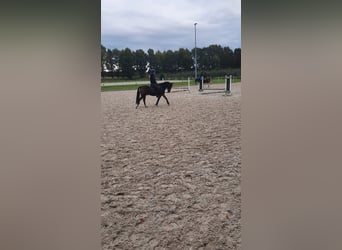 Poni New Forest, Caballo castrado, 15 años, 140 cm, Castaño
