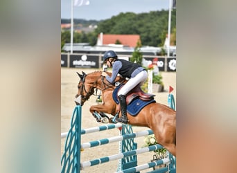 Poni New Forest, Caballo castrado, 15 años, 147 cm, Alazán