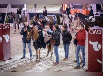 Poni New Forest, Caballo castrado, 15 años, 147 cm, Alazán