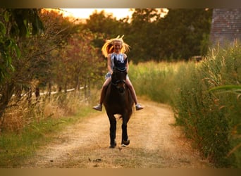 Poni New Forest, Caballo castrado, 16 años, 145 cm, Castaño