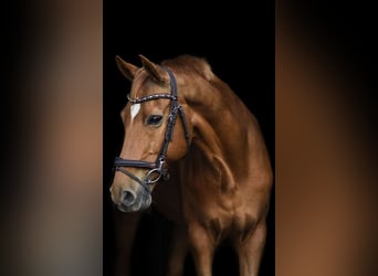 Poni New Forest, Caballo castrado, 18 años, 148 cm, Alazán