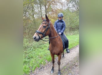 Poni New Forest, Caballo castrado, 19 años, 146 cm, Castaño