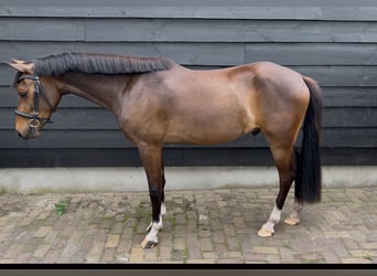 Poni New Forest, Caballo castrado, 2 años, 143 cm, Castaño oscuro