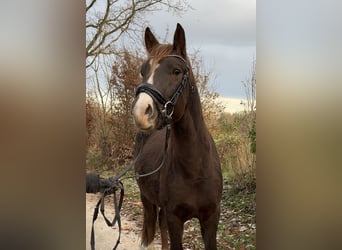 Poni New Forest, Caballo castrado, 2 años, Alazán-tostado