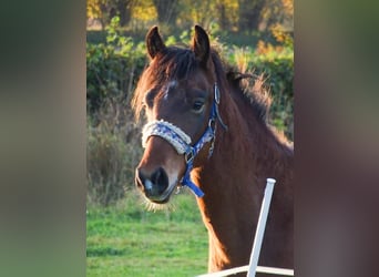 Poni New Forest, Caballo castrado, 2 años, Castaño